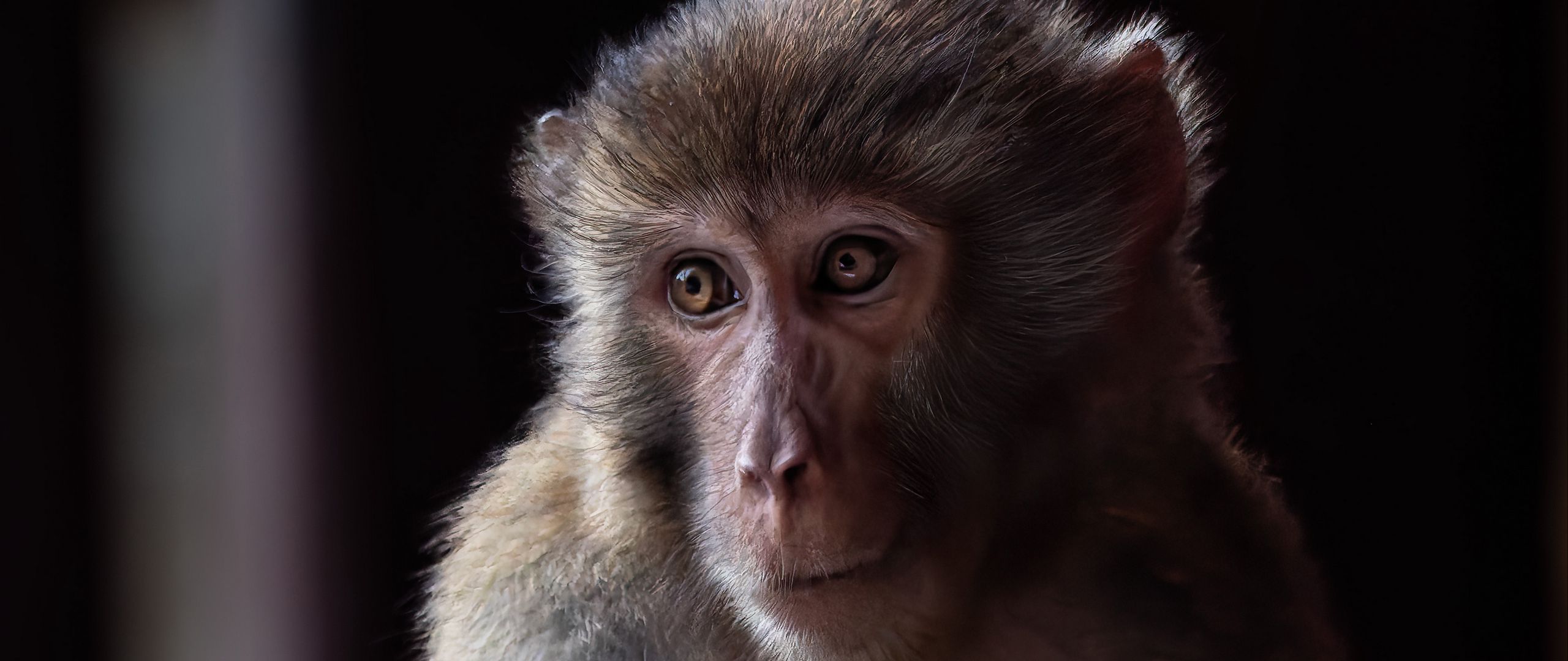 2560x1080 Wallpaper monkey, animal, eyes, fur
