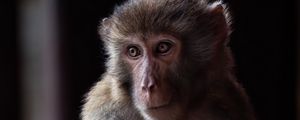 Preview wallpaper monkey, animal, eyes, fur