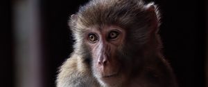Preview wallpaper monkey, animal, eyes, fur