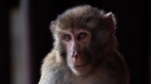 Preview wallpaper monkey, animal, eyes, fur