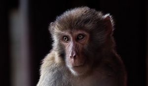 Preview wallpaper monkey, animal, eyes, fur