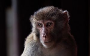 Preview wallpaper monkey, animal, eyes, fur