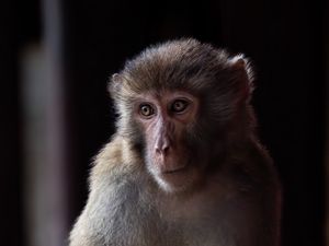 Preview wallpaper monkey, animal, eyes, fur