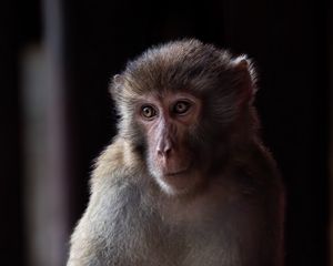 Preview wallpaper monkey, animal, eyes, fur