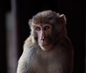 Preview wallpaper monkey, animal, eyes, fur