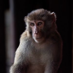Preview wallpaper monkey, animal, eyes, fur