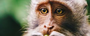 Preview wallpaper monkey, animal, glance