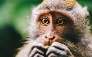 Preview wallpaper monkey, animal, glance