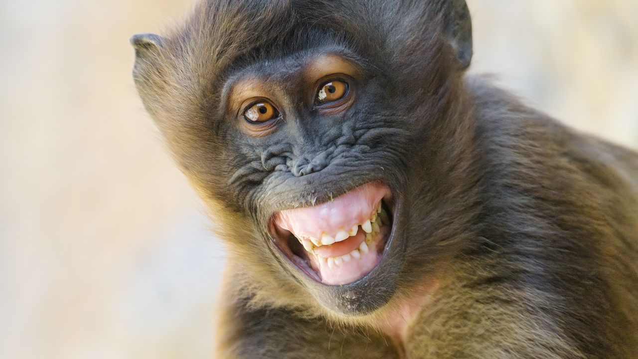 Wallpaper monkey, animal, glance, smile, funny, positive