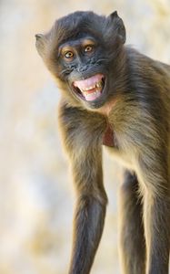 Preview wallpaper monkey, animal, glance, smile, funny, positive