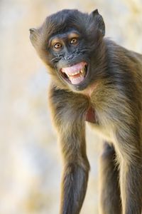 Preview wallpaper monkey, animal, glance, smile, funny, positive