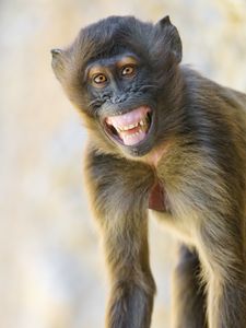 Preview wallpaper monkey, animal, glance, smile, funny, positive