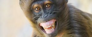 Preview wallpaper monkey, animal, glance, smile, funny, positive