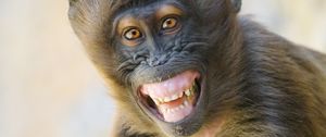 Preview wallpaper monkey, animal, glance, smile, funny, positive