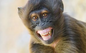Preview wallpaper monkey, animal, glance, smile, funny, positive