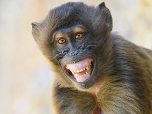 Preview wallpaper monkey, animal, glance, smile, funny, positive