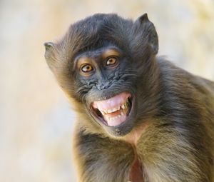 Preview wallpaper monkey, animal, glance, smile, funny, positive