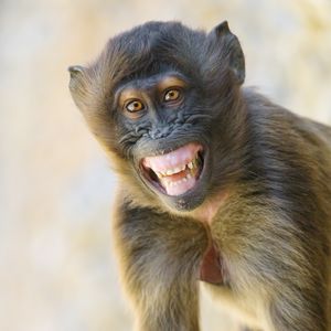 Preview wallpaper monkey, animal, glance, smile, funny, positive