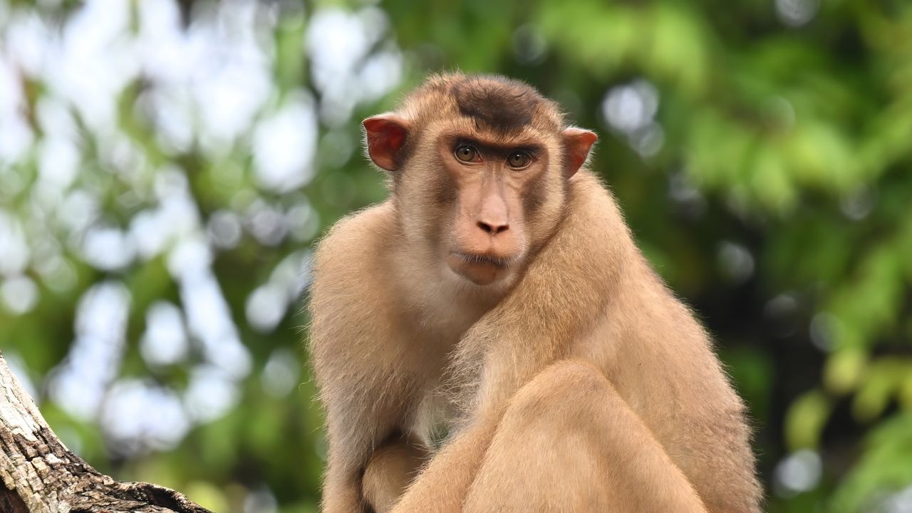 Wallpaper monkey, animal, tree, branch, forest