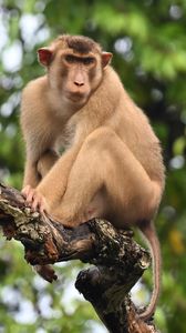 Preview wallpaper monkey, animal, tree, branch, forest