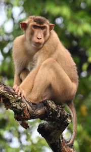 Preview wallpaper monkey, animal, tree, branch, forest