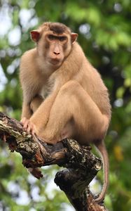 Preview wallpaper monkey, animal, tree, branch, forest