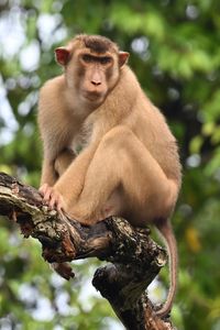 Preview wallpaper monkey, animal, tree, branch, forest