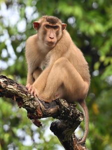 Preview wallpaper monkey, animal, tree, branch, forest