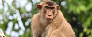 Preview wallpaper monkey, animal, tree, branch, forest