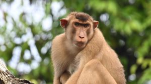 Preview wallpaper monkey, animal, tree, branch, forest