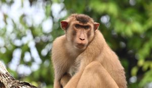 Preview wallpaper monkey, animal, tree, branch, forest
