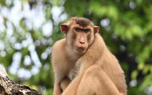 Preview wallpaper monkey, animal, tree, branch, forest