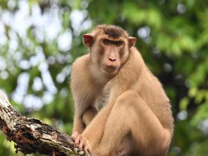 Preview wallpaper monkey, animal, tree, branch, forest