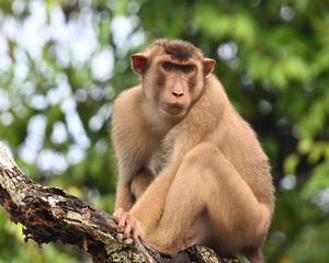 Preview wallpaper monkey, animal, tree, branch, forest