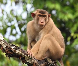 Preview wallpaper monkey, animal, tree, branch, forest