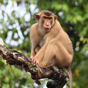 Preview wallpaper monkey, animal, tree, branch, forest