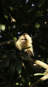 Preview wallpaper monkey, animal, tree, branches, wildlife