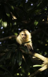 Preview wallpaper monkey, animal, tree, branches, wildlife