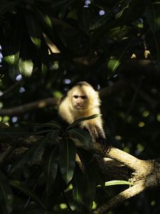 Preview wallpaper monkey, animal, tree, branches, wildlife