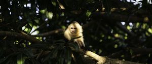 Preview wallpaper monkey, animal, tree, branches, wildlife