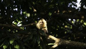 Preview wallpaper monkey, animal, tree, branches, wildlife