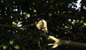 Preview wallpaper monkey, animal, tree, branches, wildlife