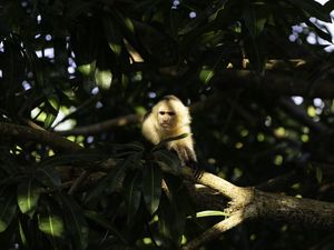 Preview wallpaper monkey, animal, tree, branches, wildlife