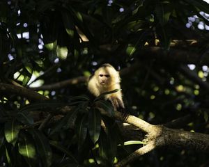 Preview wallpaper monkey, animal, tree, branches, wildlife