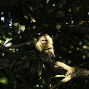Preview wallpaper monkey, animal, tree, branches, wildlife