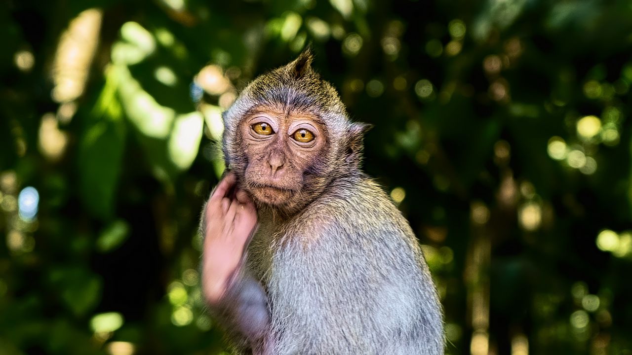 Wallpaper monkey, animal, wildlife, pose