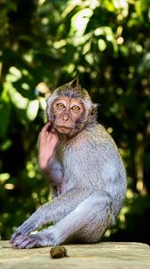 Preview wallpaper monkey, animal, wildlife, pose