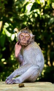 Preview wallpaper monkey, animal, wildlife, pose