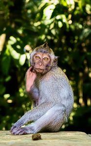 Preview wallpaper monkey, animal, wildlife, pose