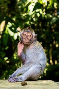 Preview wallpaper monkey, animal, wildlife, pose